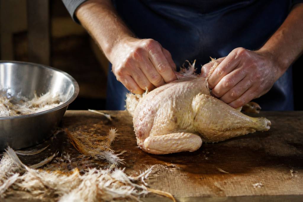 Poulet plumé : méthodes, astuces et conseils pour une préparation réussie