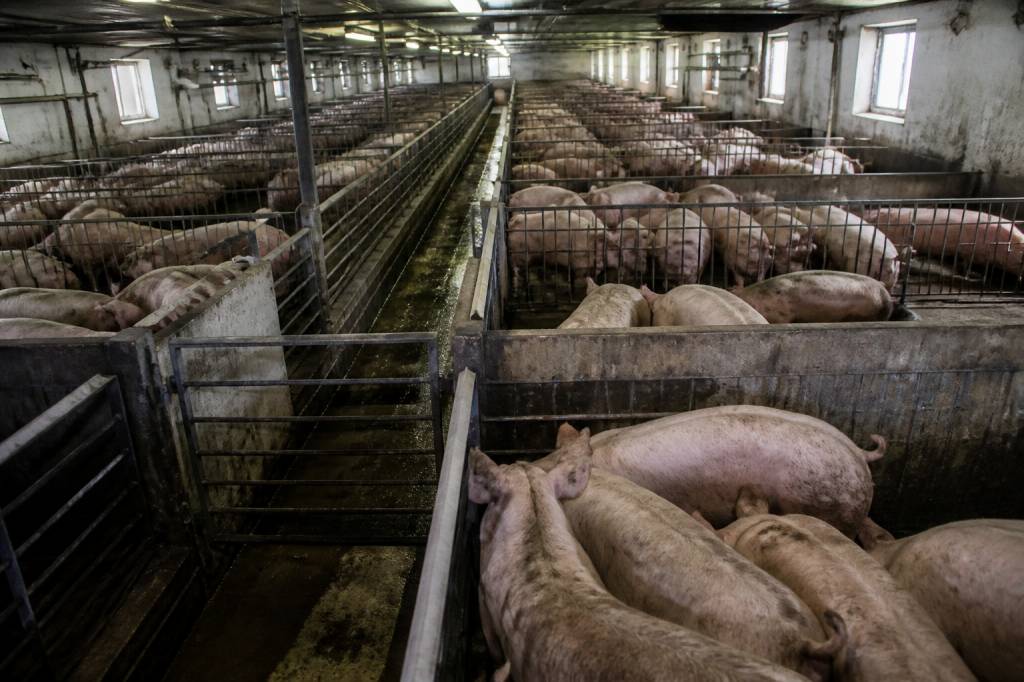 L’usine des animaux : comprendre les dérives de l’élevage industriel et leurs impacts